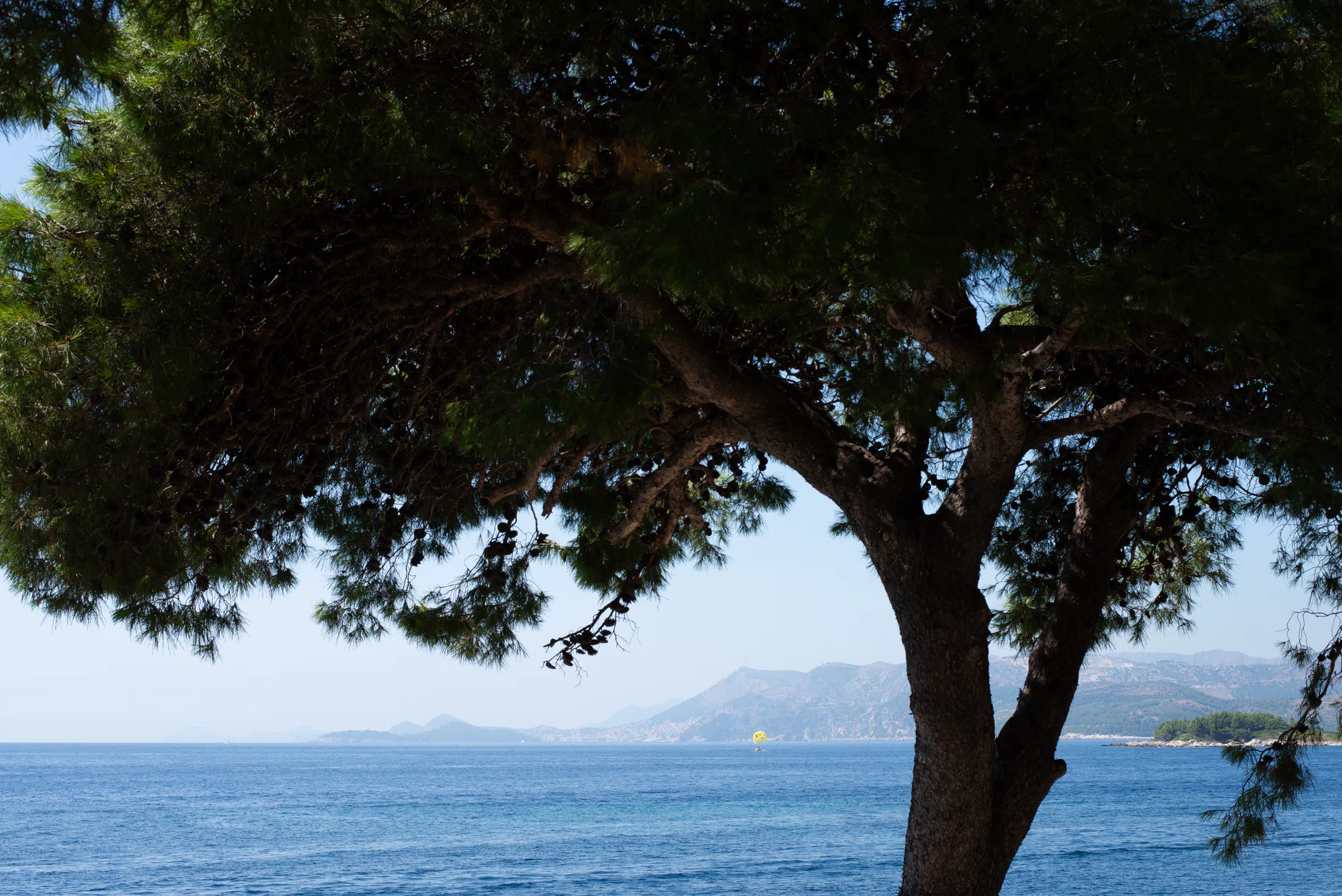 tree and ocean